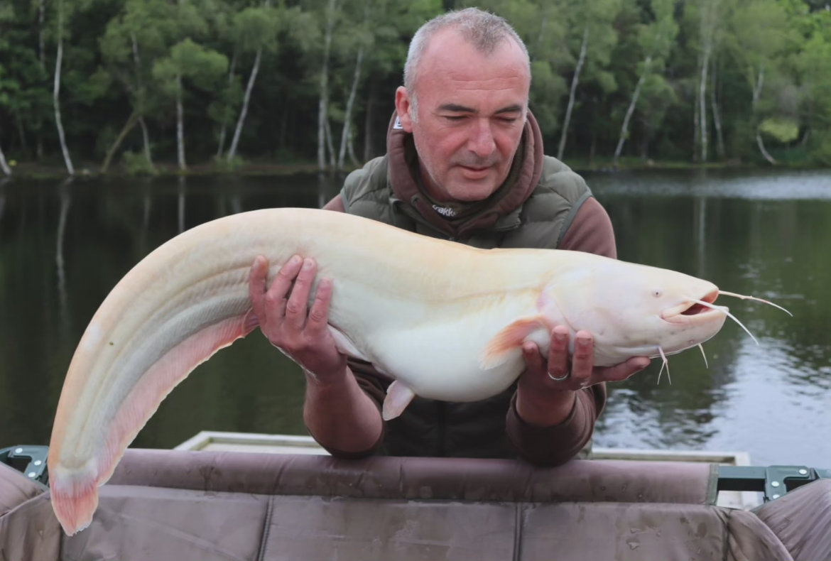 albino catfish
