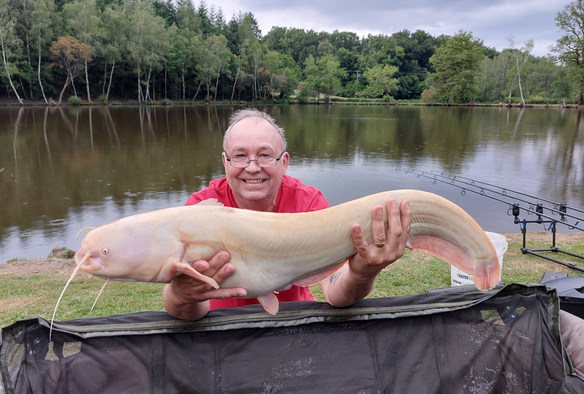 albino catfish