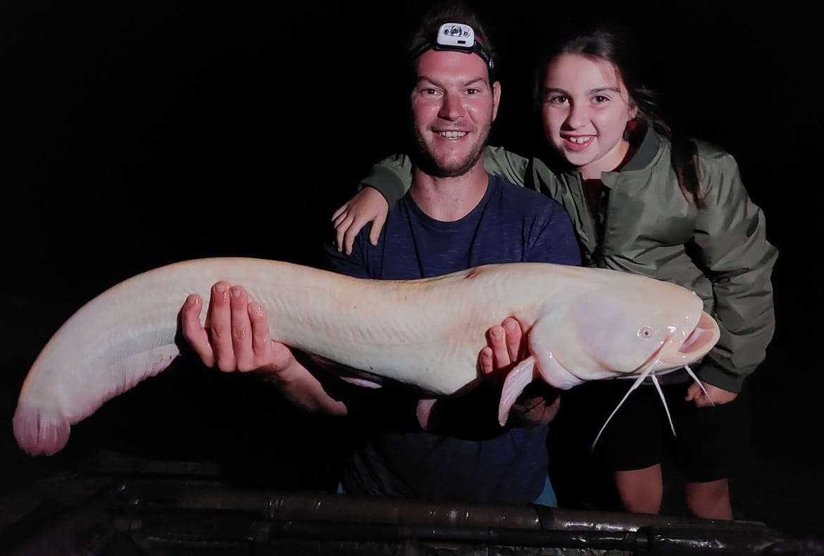 albino catfish