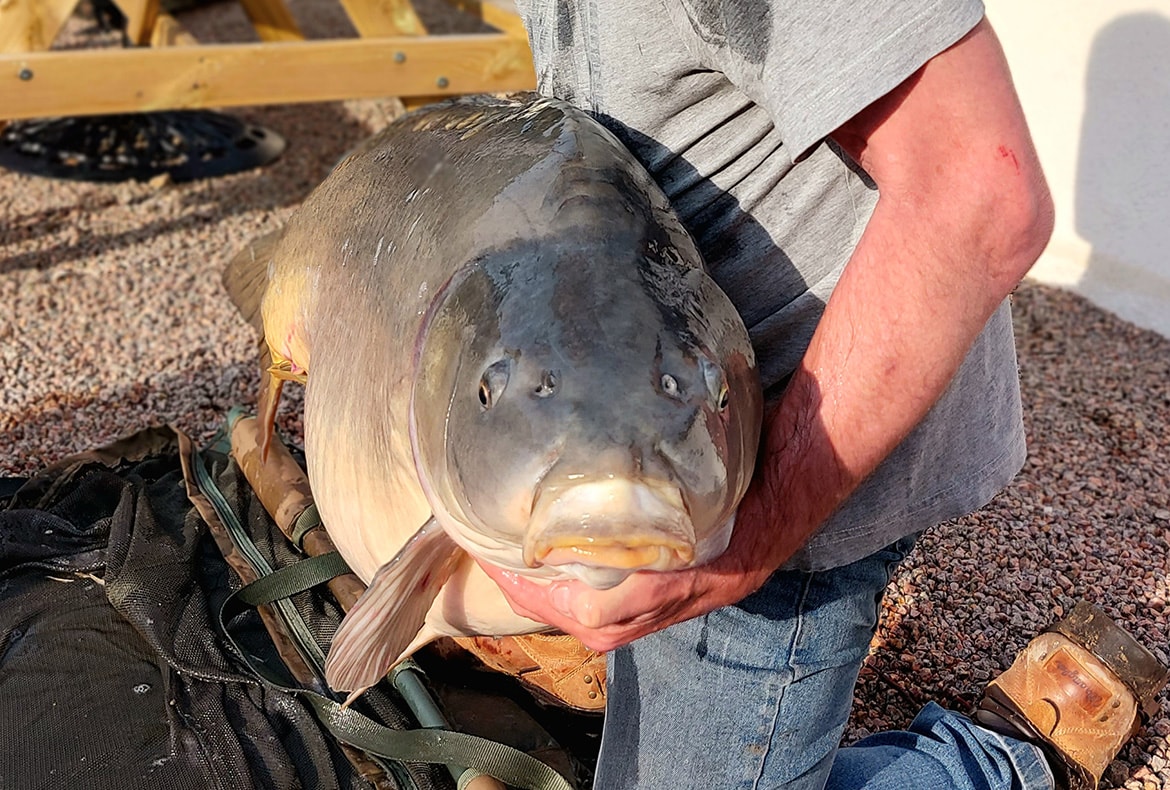 mirror carp